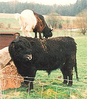 bock